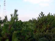 県立高砂海浜公園 松の木を上から見てみる