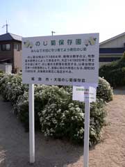 のじ菊保存園