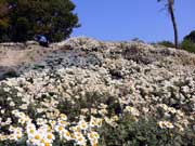 日笠山 夫婦岩の所の野路菊(のじぎく)