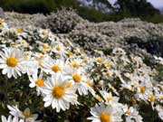 日笠山 夫婦岩の所の野路菊(のじぎく)