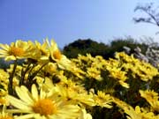 日笠山 夫婦岩の所の野路菊(のじぎく)