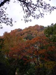 日笠山ハイキングコースの紅葉