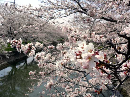 鹿島川の桜