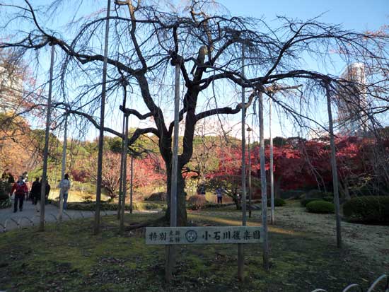 小石川後楽園の紅葉