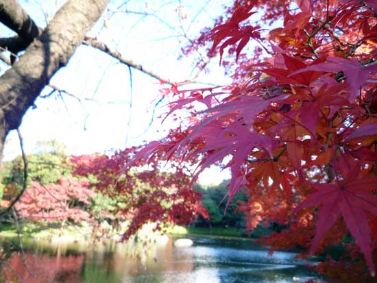 小石川後楽園の紅葉