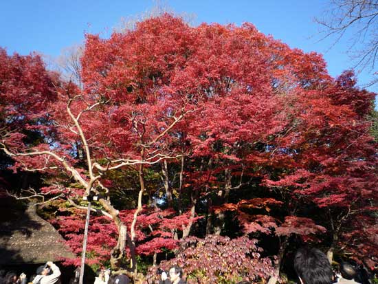 小石川後楽園の紅葉