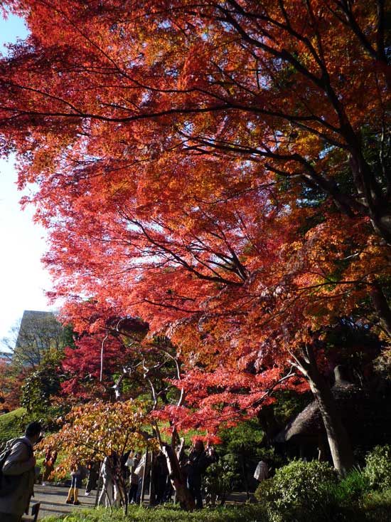 小石川後楽園の紅葉