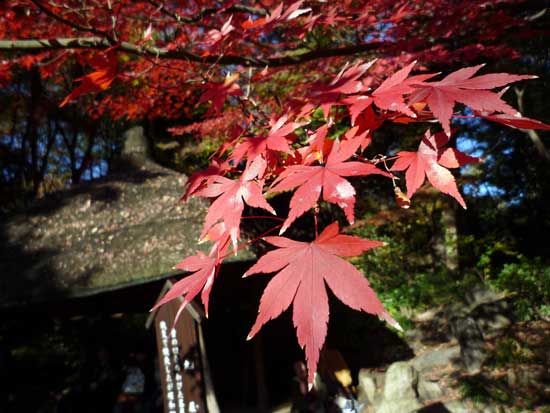 小石川後楽園の紅葉