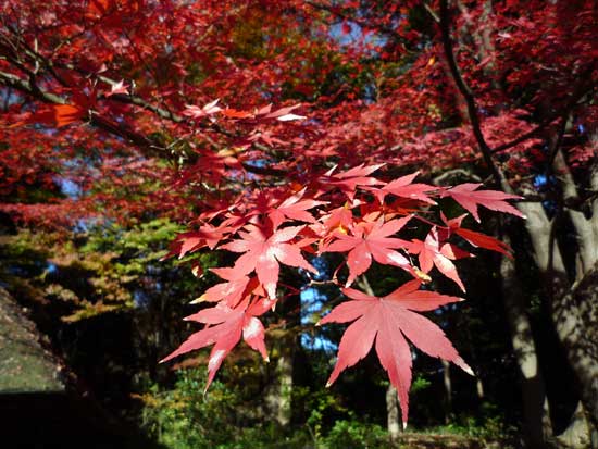 小石川後楽園の紅葉