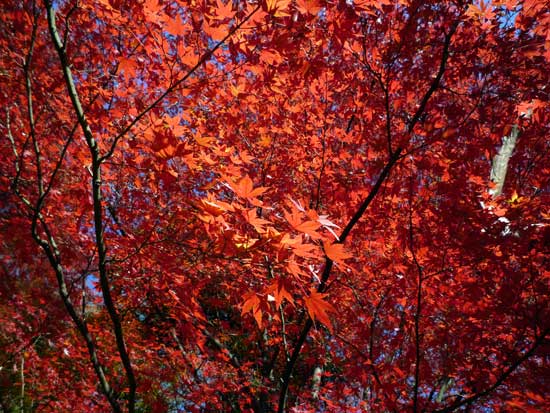 小石川後楽園の紅葉