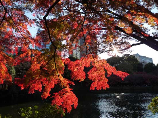 小石川後楽園の紅葉