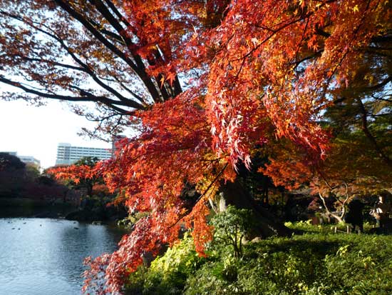 小石川後楽園の紅葉