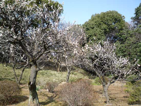 六義園の梅