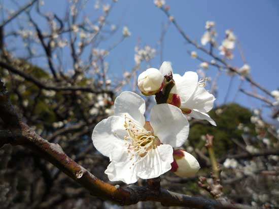 六義園の梅