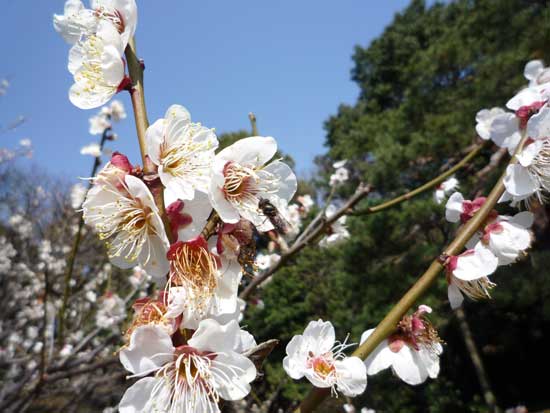 六義園の梅