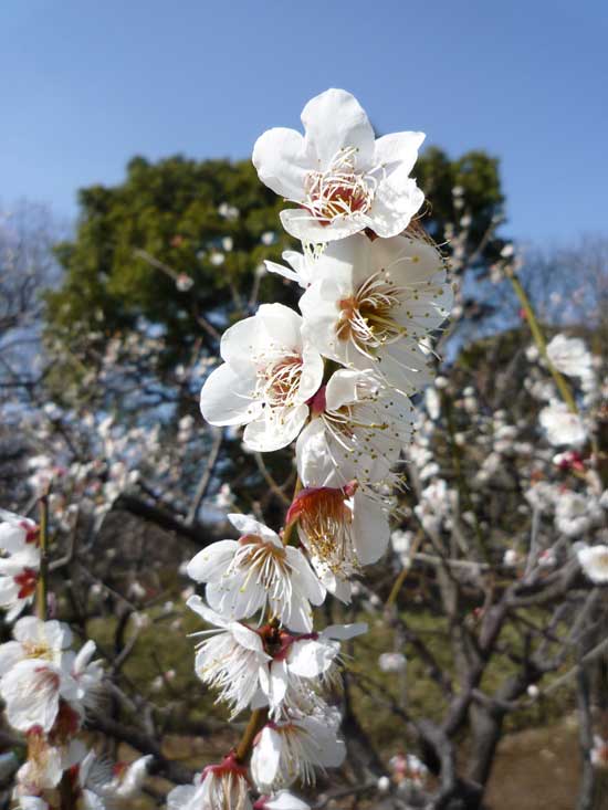 六義園の梅