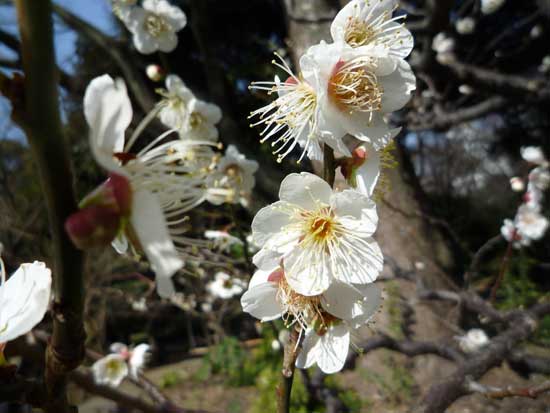 六義園の梅