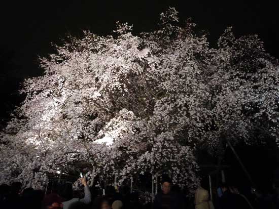 六義園のしだれ桜ライトアップ