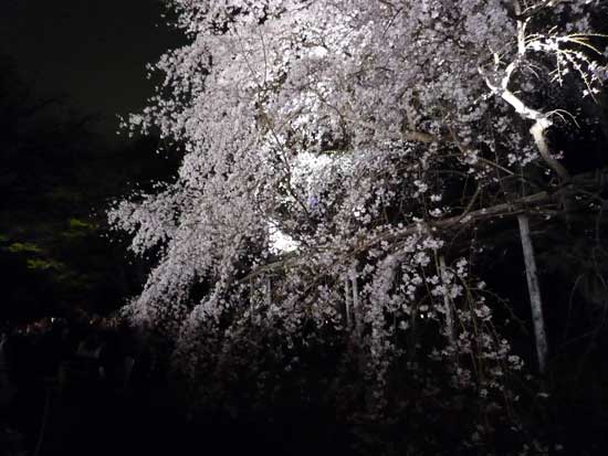 六義園のしだれ桜ライトアップ