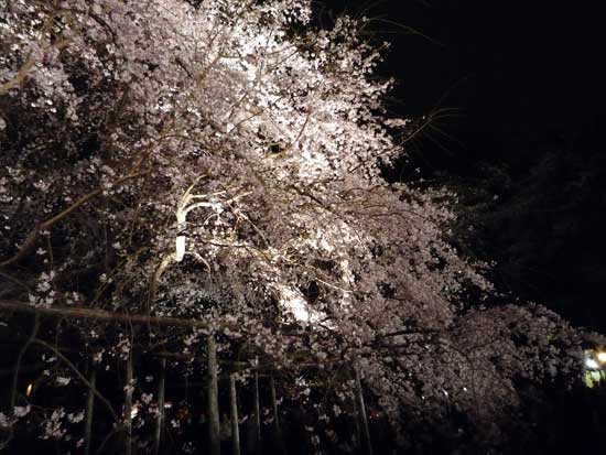 六義園のしだれ桜ライトアップ