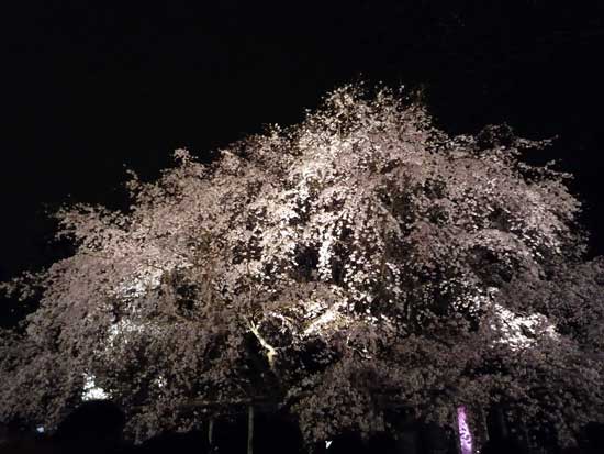 六義園のしだれ桜ライトアップ