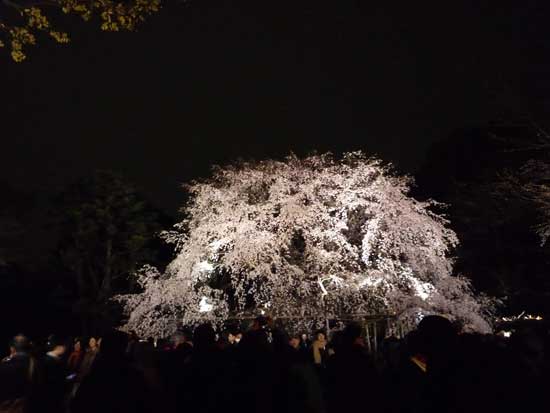 六義園のしだれ桜ライトアップ