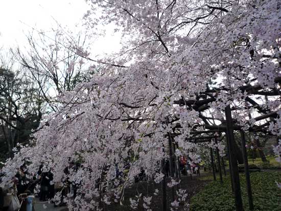 六義園のしだれ桜