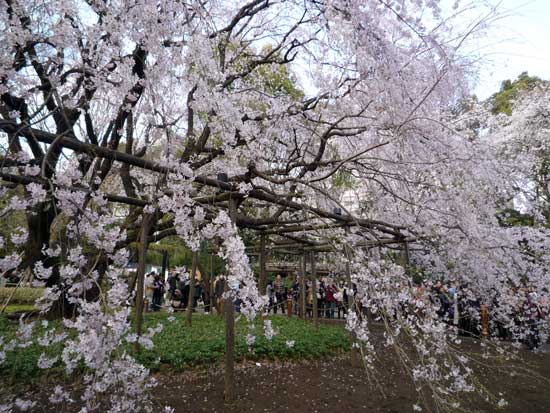 六義園のしだれ桜