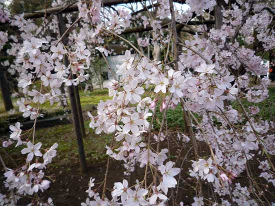 六義園のしだれ桜