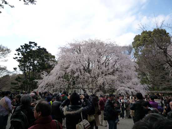 六義園のしだれ桜