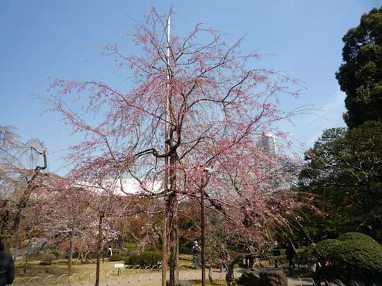 小石川後楽園のさくら