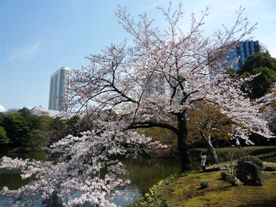 小石川後楽園のさくら