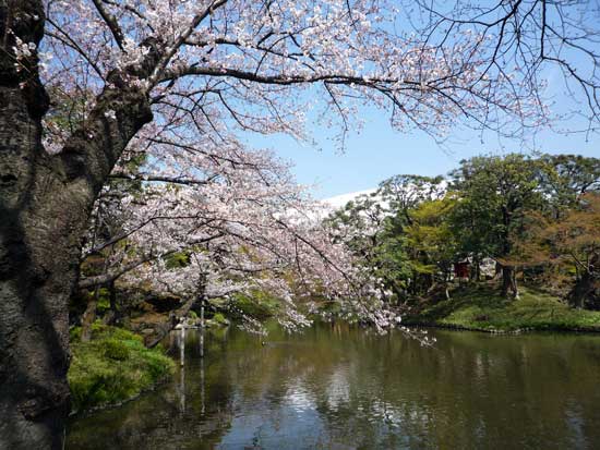 小石川後楽園のさくら