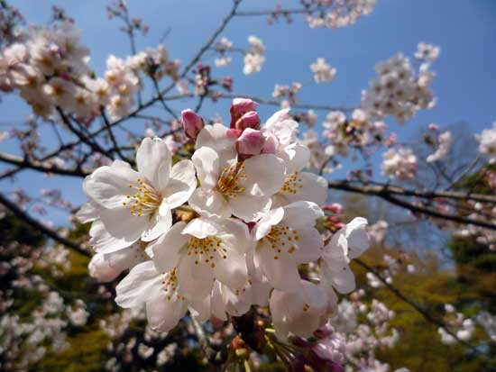 小石川後楽園のさくら