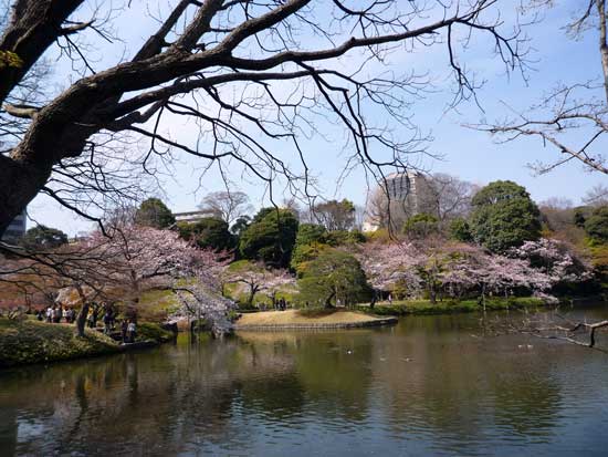 小石川後楽園のさくら