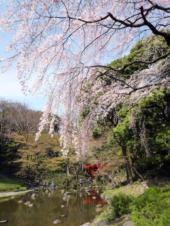 小石川後楽園のさくら