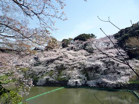 靖国神社付近のさくら