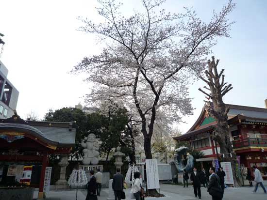 神田明神の桜