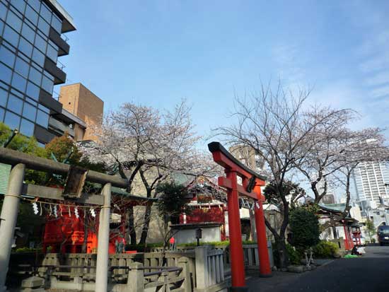 神田明神の桜