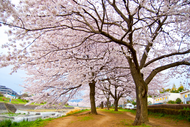 南浅川緑地の桜
