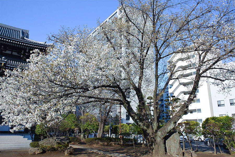 霊雲寺の桜
