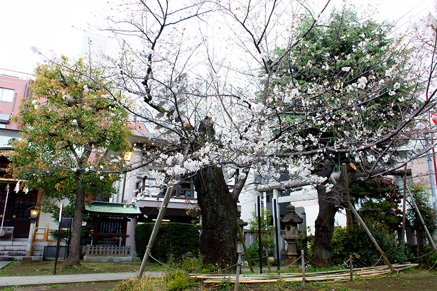 湯島御霊社の桜