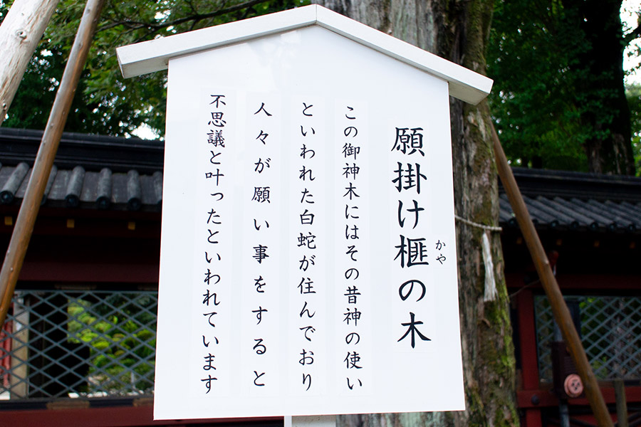 根津神社 願掛け榧（カヤ）の木