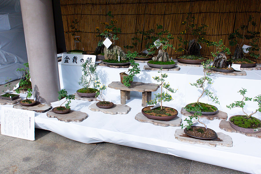 湯島天神菊まつり2025