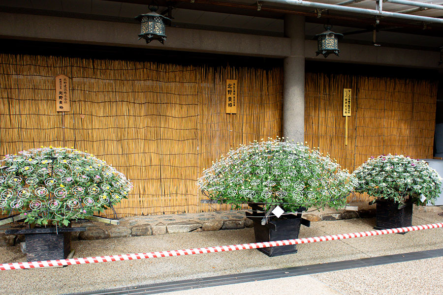 湯島天神菊まつり2025 菊の展示