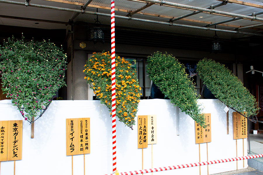 湯島天神菊まつり2025 菊の展示