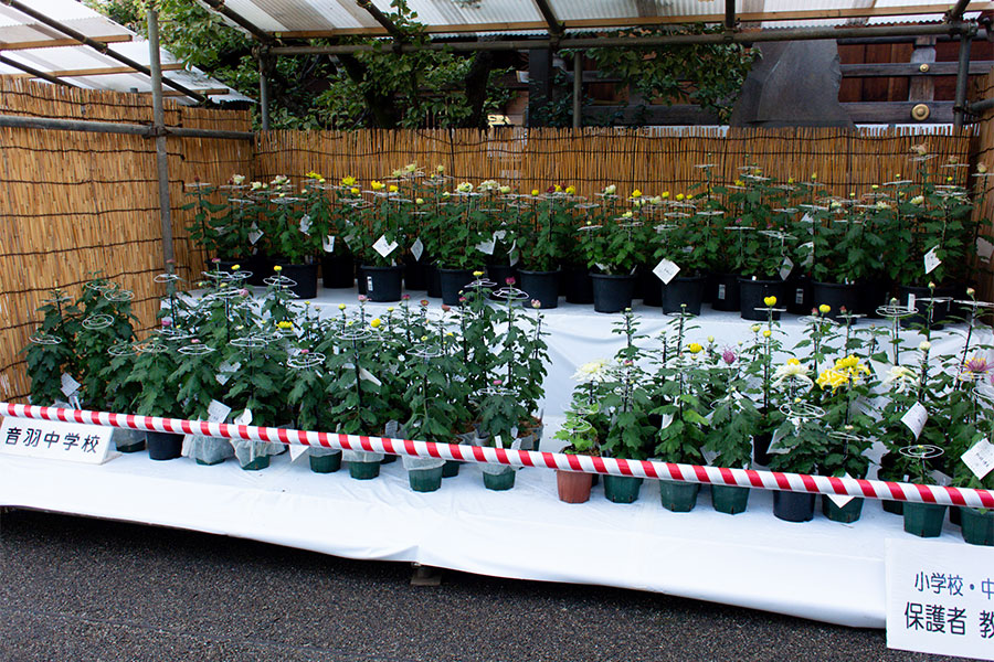 湯島天神菊まつり2025 菊の展示
