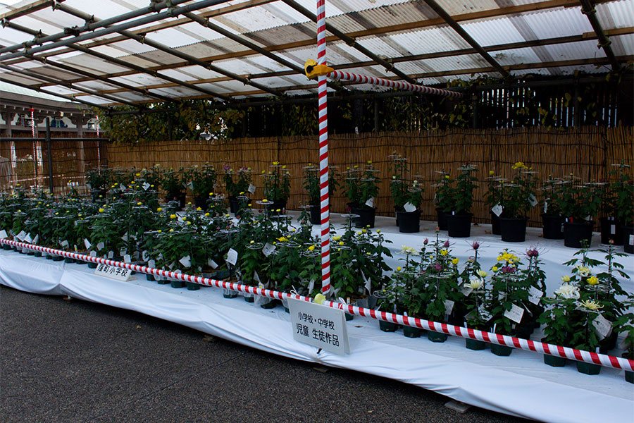 湯島天神菊まつり2025 菊の展示