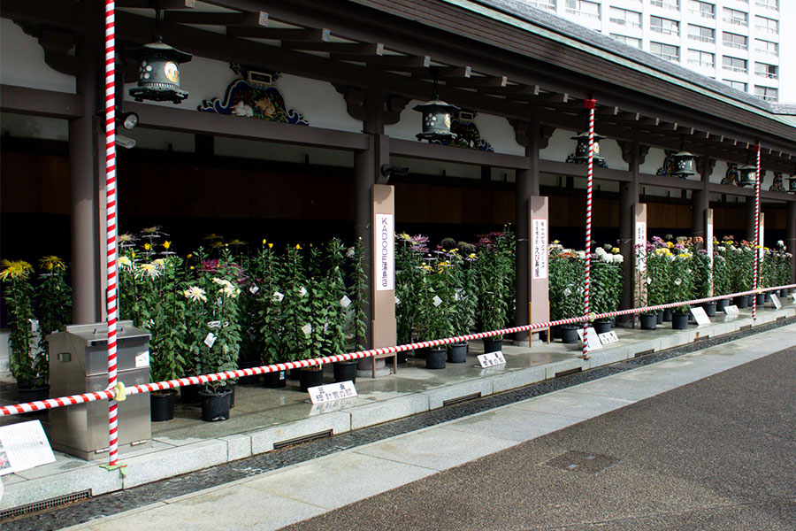 湯島天神菊まつり2025 菊の展示