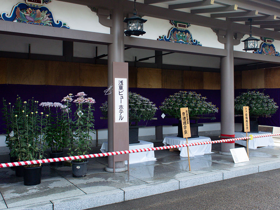 湯島天神菊まつり2025 菊の展示